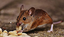 24 Hour & Emergency Exterminators in Veterans Adm, CA